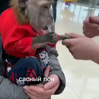 🥵 emoji Пон, монке и бибизяны Telegram sticker 12 of 95