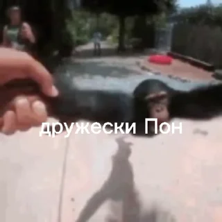 🧙‍♀ emoji Пон, монке и бибизяны Telegram sticker 23 of 95