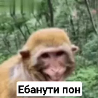 😇 emoji Пон, монке и бибизяны Telegram sticker 20 of 95