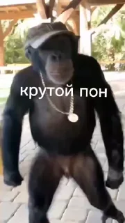 🦧 emoji Пон, монке и бибизяны Telegram sticker 6 of 95