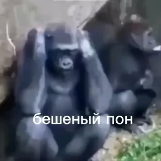 😘 emoji Пон, монке и бибизяны Telegram sticker 13 of 95