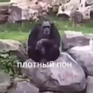 🥀 emoji Пон, монке и бибизяны Telegram sticker 11 of 95