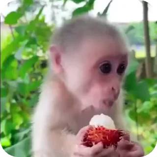 Sticker from MonkeyZ 1 by @ponmonkygifs