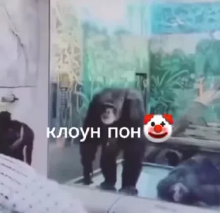 🤡 emoji Пон, монке и бибизяны Telegram sticker 24 of 95