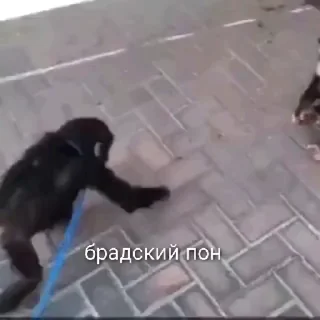 😀 emoji Пон, монке и бибизяны Telegram sticker 10 of 95