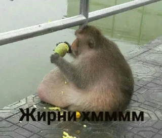 Sticker from Монке хмммм