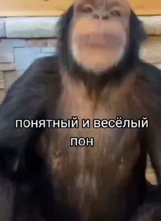 🦧 emoji Пон, монке и бибизяны Telegram sticker 7 of 95