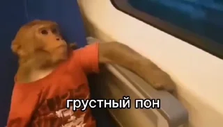 Sticker from Пон, монке и бибизяны
