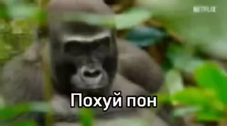 Sticker from Пон, монке и бибизяны
