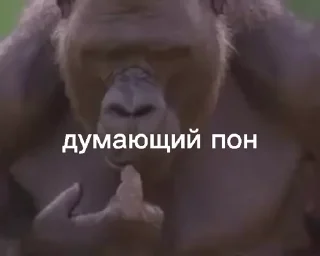 🏃‍♀ emoji Пон, монке и бибизяны Telegram sticker 22 of 95