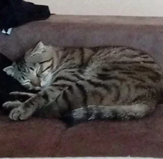 😴 emoji степа супримиси Telegram sticker 2 of 41
