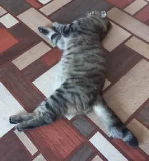 💤 emoji степа супримиси Telegram sticker 16 of 41