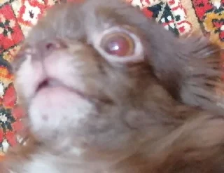 😱 emoji 🐻 Telegram sticker 9 of 10