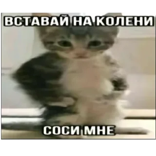 🖼 emoji Банка тушёнки 4 пакич @KilkaEdits Telegram sticker 24 of 120
