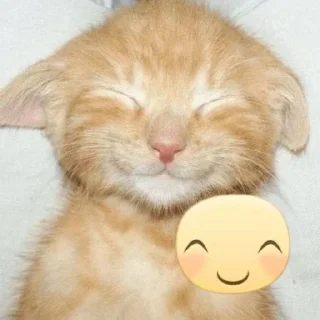 🌟 emoji kitties 🐈🐈‍⬛ Telegram sticker 12 of 82