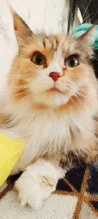 Sticker from Cat_anh