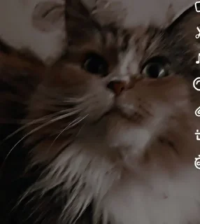 Sticker from Cat_anh