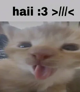 🌟 emoji kitties 🐈🐈‍⬛ Telegram sticker 4 of 82