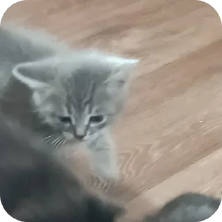 🐱 emoji Стикеросы Любы Telegram sticker 12 of 42