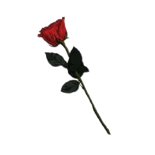 🌹 emoji Heart's Desire Telegram sticker 13 of 26