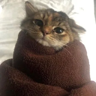 🐱 emoji gh 4 Telegram sticker 22 of 120