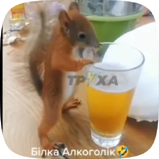 белочки sticker 2