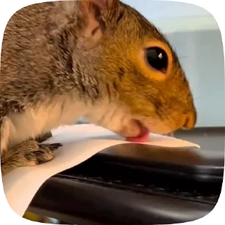🌟 emoji белочки Telegram sticker 5 of 35