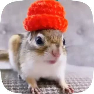 🌟 emoji белочки Telegram sticker 18 of 35