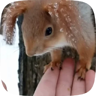 🌟 emoji белочки Telegram sticker 24 of 35