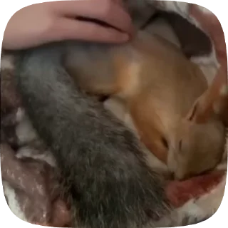🌟 emoji белочки Telegram sticker 8 of 35
