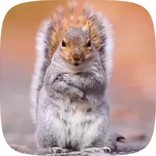 🌟 emoji белочки Telegram sticker 15 of 35