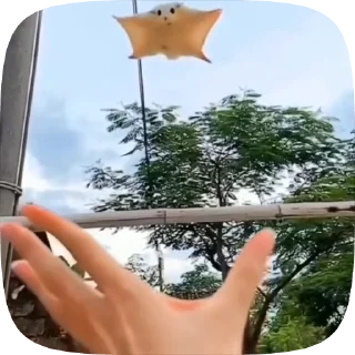 белочки sticker 1