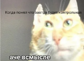 😶 emoji Коты Telegram sticker 9 of 25
