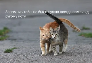 Sticker from Коты