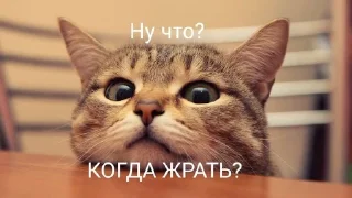 🥗 emoji Коты Telegram sticker 6 of 25