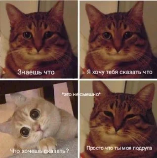 👫 emoji Коты Telegram sticker 12 of 25