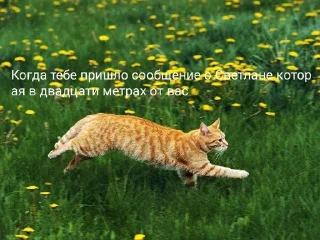 🏃 emoji Коты Telegram sticker 16 of 25