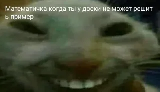 🙂 emoji Коты Telegram sticker 7 of 25