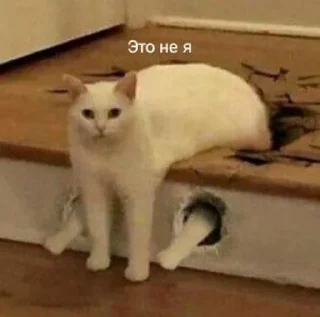 😧 emoji Коты Telegram sticker 23 of 25