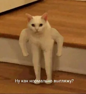 🏋 emoji Коты Telegram sticker 18 of 25