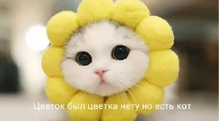 🏵️ emoji Коты Telegram sticker 20 of 25