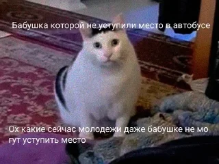 😒 emoji Коты Telegram sticker 21 of 25