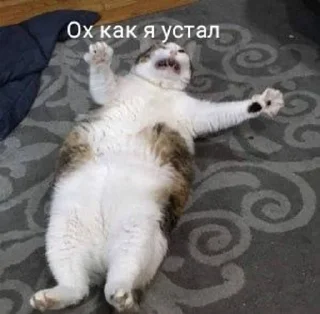🛋️ emoji Коты Telegram sticker 15 of 25
