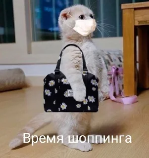 Sticker from Коты