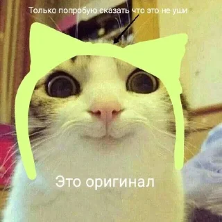 🫤 emoji Коты Telegram sticker 24 of 25
