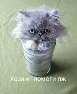 🍶 emoji Коты Telegram sticker 8 of 25