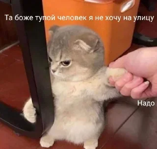 Sticker from Коты
