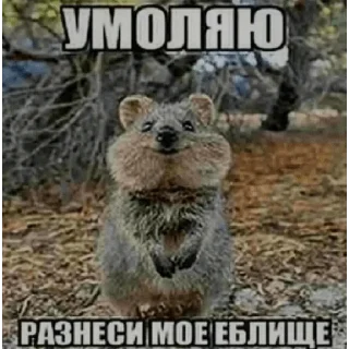 🤭 emoji сделал морген Telegram sticker 17 of 109