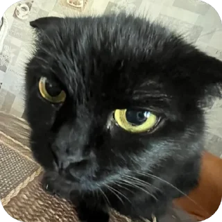 🫥 emoji прянеке м м м ):):) pack by @QuotLyBot Telegram sticker 16 of 117