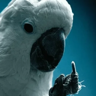 🖕 emoji Birb of the Year III @birblife Telegram sticker 14 of 20